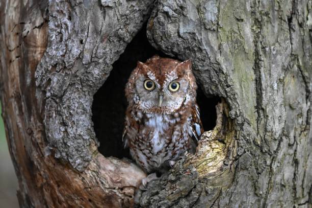 istock Close-up of an owl perched inside a hollow tree 1977091108