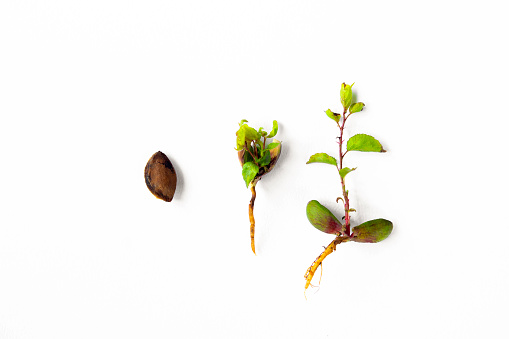 Apricot pit germination stages. Development stages of a tree sprout isolated on a white background. The concept of ecology and environmental protection. Germination of a tree from a fruit bone. Young apricot tree growing from the kernel.