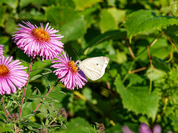 istock A white butterfly on the flowers of asters 1977114925