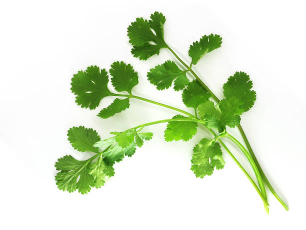 istock Coriander leaf isolated on white background. Top view. Flat lay 1977115700