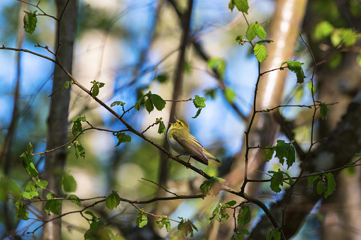 Wood warbler singing from a tree branch