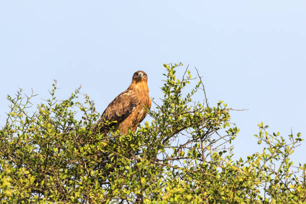 istock Tawny eagle in a treetop 1977119966