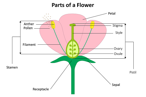 Flower structure. Parts of a flower. Diagram.