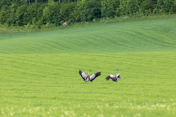 Cranes landing on the grass field