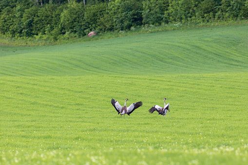 Cranes landing on the grass field