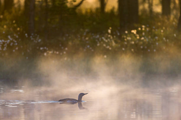 istock Morning mist and sunlight at a pond with a Red throated loon 1977122587