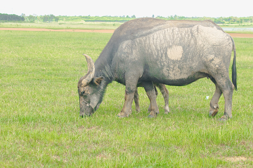 A mother buffalo and baby buffalo are walking and eating grass in the field.