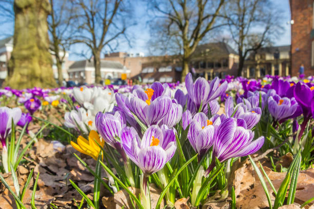 istock White and purple crocuses in a park in Assen 1977134666