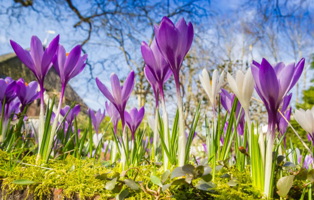 istock White and purple crocuses in a park in Assen 1977134680