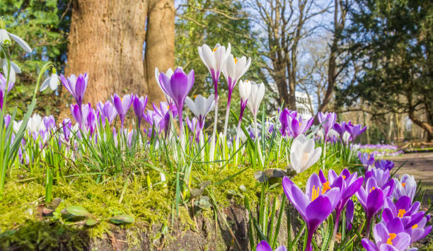 istock Colorful purple and white crosuses in springtime 1977134690