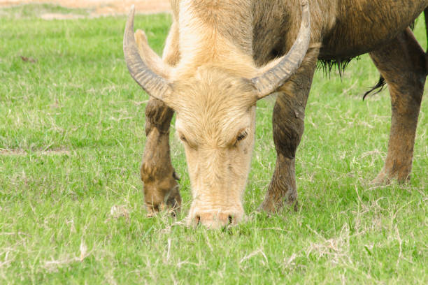 A white buffalo is walking and eating grass in the field.