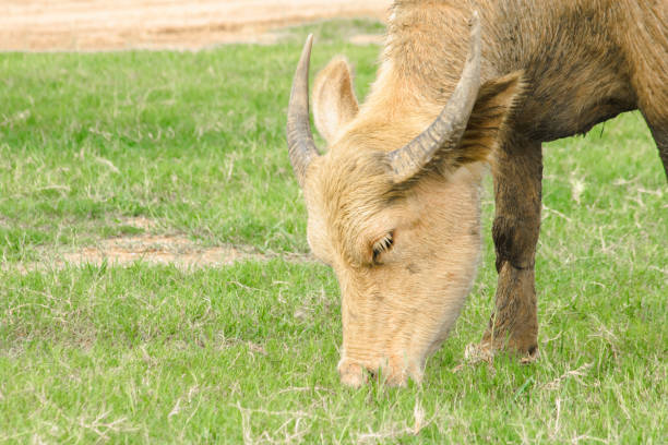 A white buffalo is walking and eating grass in the field.