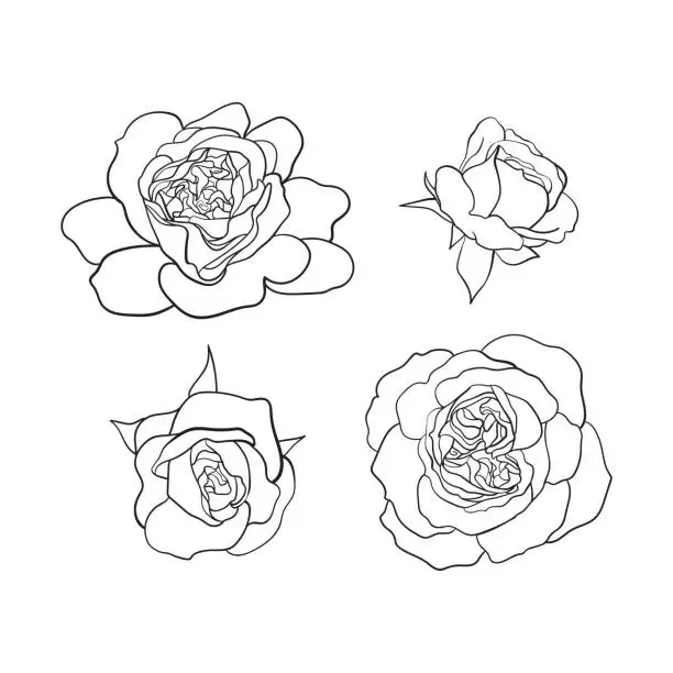Vector illustration of Hand-drawn sketch of Tea-rose, rosa odorata flower set  isolated on white background.