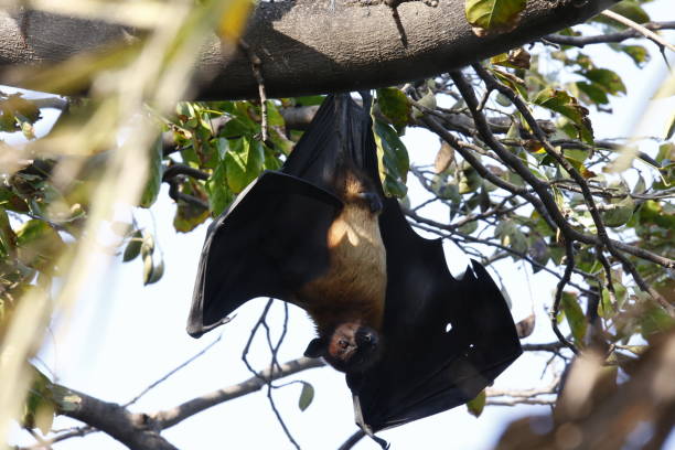 istock Fruit bats hanging around in Keoladeo National Park in India 1977165490
