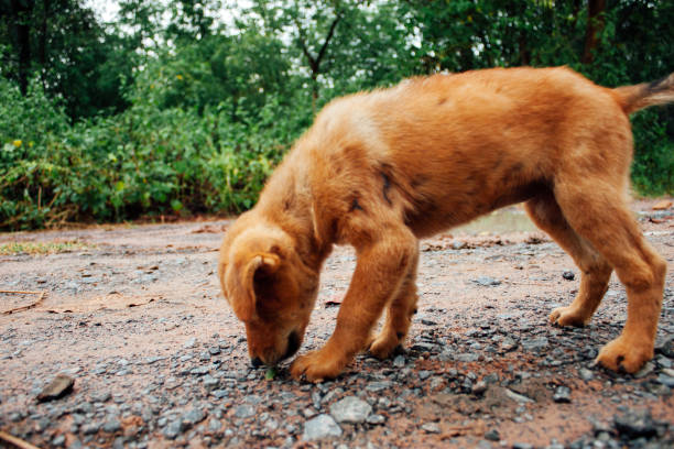 istock homeless brown puppy 1977170536