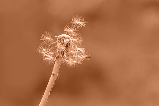 Abstract background with fluffy dandelion toned in peach fuzz color. Beautiful view of dandelion plant in monochrome color. Dandelion clock dispersing seeds. Trendy color 2024