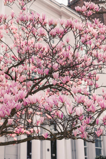 istock Blooms of Elegance: Pink Magnolia Blossoms Adorn London's Streets in Spring 1977175395
