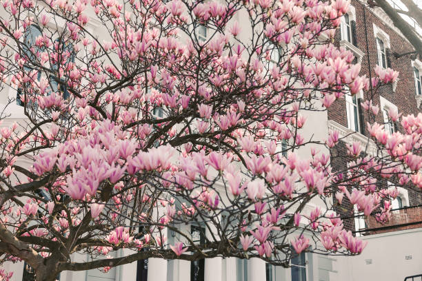 istock Blooms of Elegance: Pink Magnolia Blossoms Adorn London's Streets in Spring 1977175396