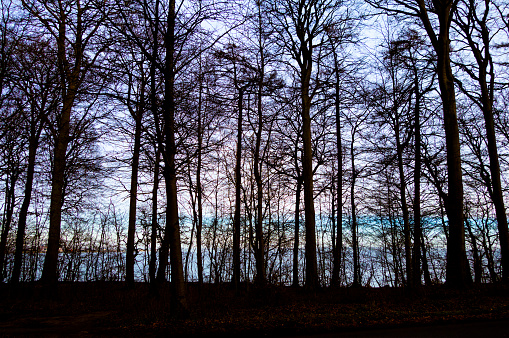 A row of silhouetted trees in front of the sea during the afternoon in December in the suburb of Marselisborg near Aarhus in Jutland, mainland Denmark.