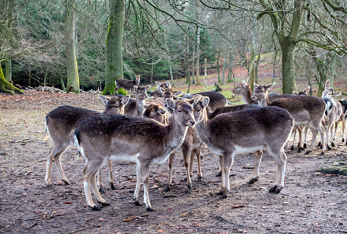A herd of Sika deer at Marselisborg Dyrehave in the suburb of Marselisborg near Aarhus in Jutland, mainland Denmark. Although they live wild in a large area in this public park, they are quite approachable.