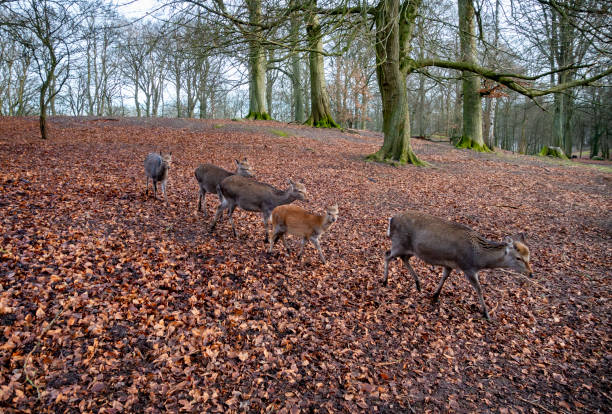 A procession of Sika deer at Marselisborg Dyrehave in the suburb of Marselisborg near Aarhus in Jutland, mainland Denmark. Although they live wild in a large area in this public park, they are quite approachable.