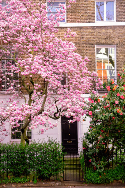 blooms of elegance: pink magnolia blossoms adorn london's streets in spring - sunlight flower magnolia flower head photos et images de collection