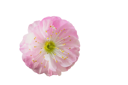 Chinese cherry soft spring blossoms flower isolated on white background. Pink sakura flowerhead cutout icon close up. Sakura beautiful plant closeup cut out design element with copy space