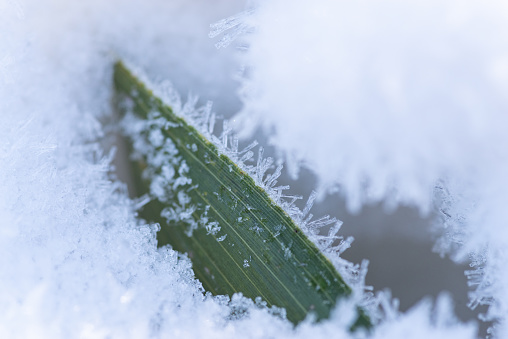 A light dusting of snow on sage leaves.