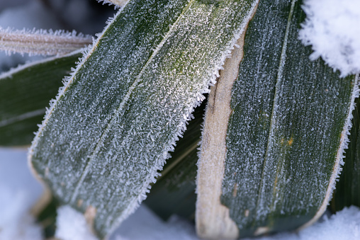 leaves under the snow