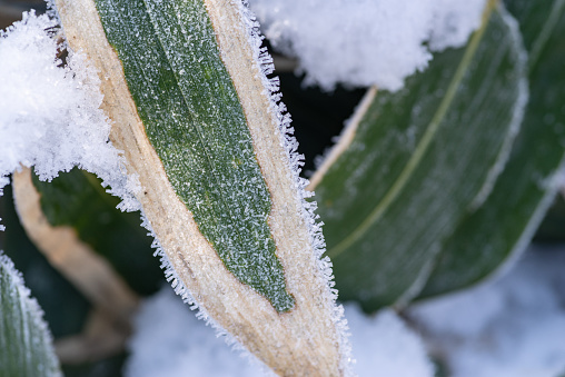 leaves under the snow