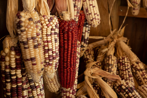 Dried Corn on the Cob, A vibrant and wholesome agricultural display capturing the essence of autumn harvest, featuring organic, yellow maize in its raw and dried form