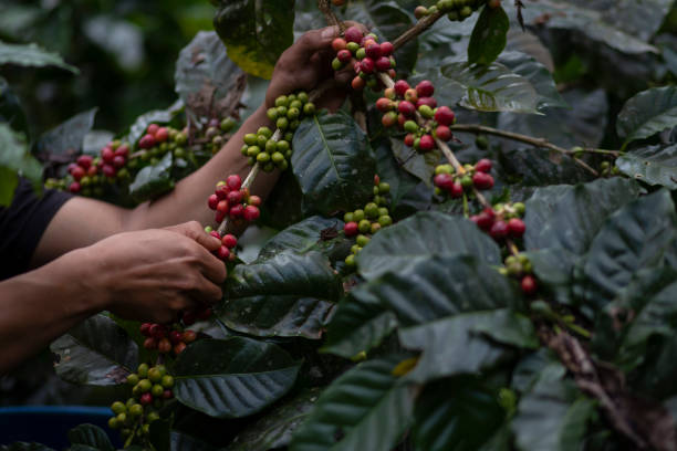 istock Coffee farmer picking ripe cherry beans 1977194825