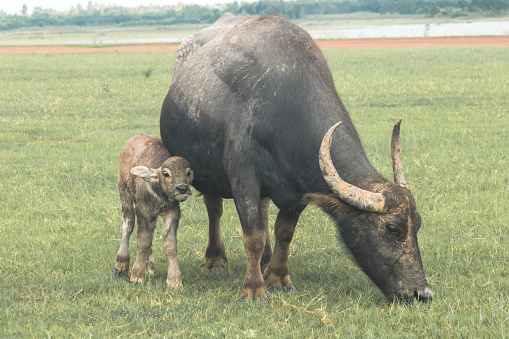 A mother buffalo and baby buffalo are walking and eating grass in the field.