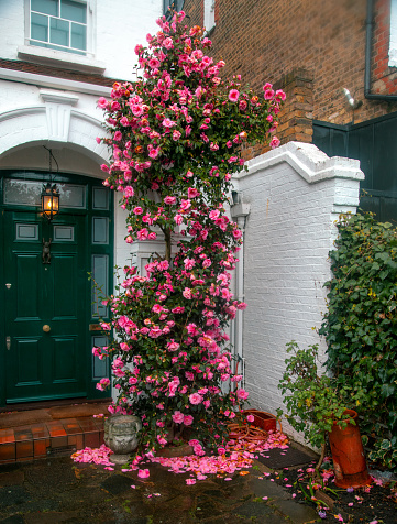 Colorful spring season view of the heart of London, a mesmerizing sight unfolds as the branches of a tree adorned with pink camellia blossoms sway against the backdrop of a quintessential English building in the streets of Notting Hill,  Chelsea and Kensington. This enchanting scene captures the essence of spring, where nature's grace meets the classic charm of London's architectural beauty in perfect harmony.