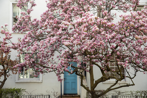 Colorful spring season view of the heart of London, a mesmerizing sight unfolds as the branches of a tree adorned with pink magnolia blossoms sway against the backdrop of a quintessential English building in the streets of Notting Hill,  Chelsea and Kensington. This enchanting scene captures the essence of spring, where nature's grace meets the classic charm of London's architectural beauty in perfect harmony.
