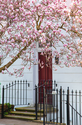 Colorful spring season view of the heart of London, a mesmerizing sight unfolds as the branches of a tree adorned with pink magnolia blossoms sway against the backdrop of a quintessential English building in the streets of Notting Hill,  Chelsea and Kensington. This enchanting scene captures the essence of spring, where nature's grace meets the classic charm of London's architectural beauty in perfect harmony.