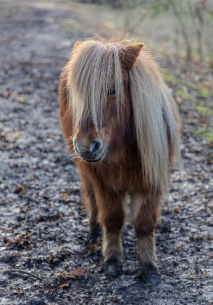istock Wild pony in the Netherlands 1977239758