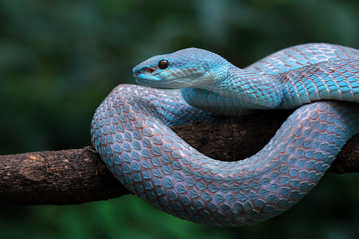 Blue pit viper closeup on branch