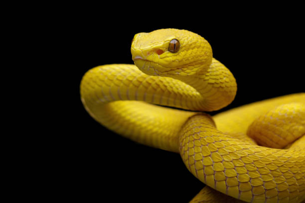 istock Close-up of yellow-pit viper 1977248459