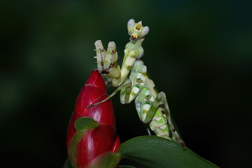 ribbon flower grasshopper