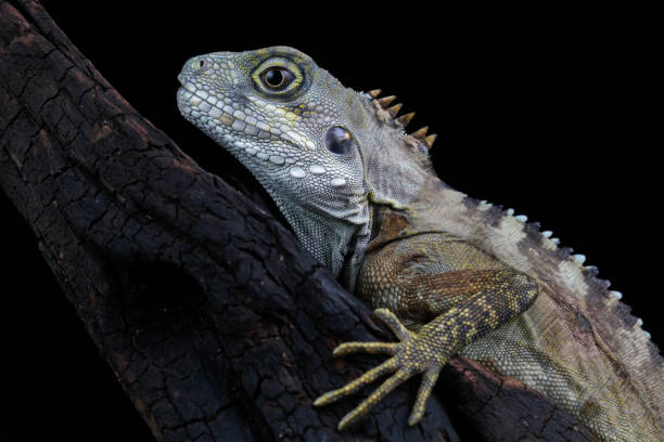 istock Close-up of a hypsilurus magnus forest dragon lizard 1977250650