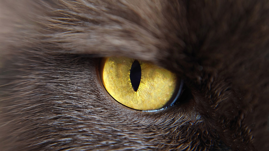 Yellow big eye of a British shorthair brown cat in close-up
