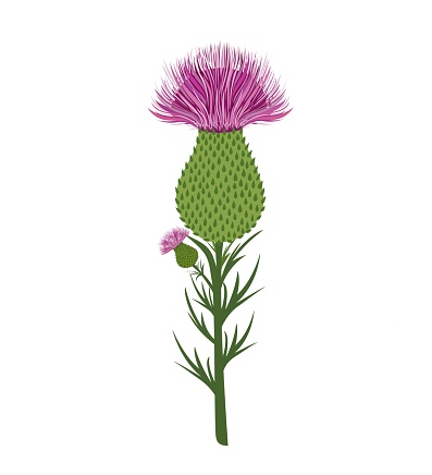 National flower of Scotland, thistle flower, single flower, spring summer flowers