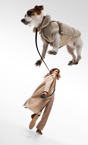 fashionista, mujer joven que pasea a jack russell terrier en suéter con correa sobre fondo blanco de estudio. - pampered pets audio fotografías e imágenes de stock