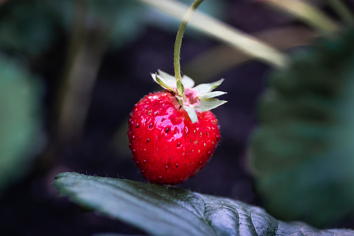 Small red Strawberry still on the vine with green leaf in foreground and background