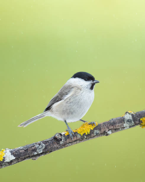 istock Bird - Marsh tit on winter background, winter time Poland Europe 1977302851
