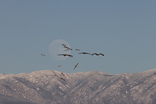 Sandhill Crane and full moon  Bernardo Waterfowl Area  Bosque, New Mexico USA