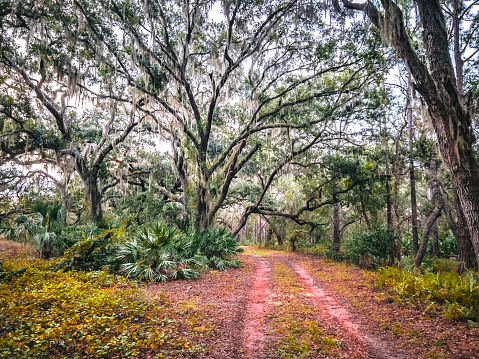 A vehicle off road dirt path leads into the iconic woods around the Everglades.  The Sand Live Oak (Quercus geminata) trees are adorned with Spanish Moss (Tillandsia usneoides.)