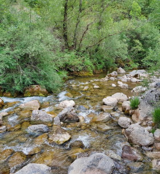 istock stream in forest, photo as a background 1977319557