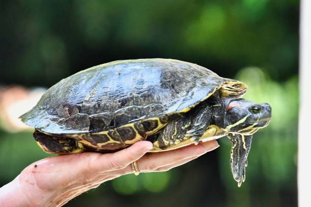 istock Photo Picture of Red Eared Terrapin Turtle Trachemys Scripta Elegans Tortoise 1977321200